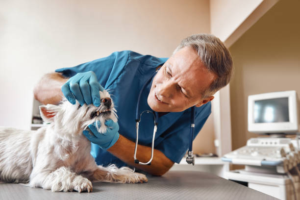 Best Same-Day Emergency Dental Services in Nicollet, MN